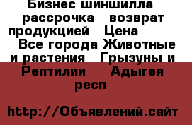 Бизнес шиншилла, рассрочка - возврат продукцией › Цена ­ 4 500 - Все города Животные и растения » Грызуны и Рептилии   . Адыгея респ.